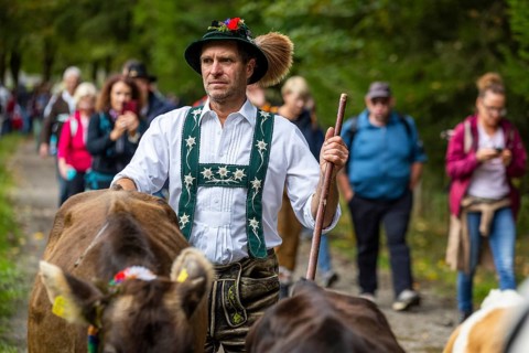 Cattle drive, cattle drive, domestic cattle (Bovidae), alpine herdsman, traditional traditional