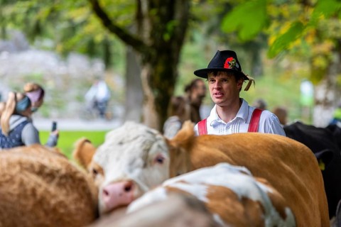 Cattle drive, cattle drive, domestic cattle (Bovidae), alpine herdsman, traditional traditional