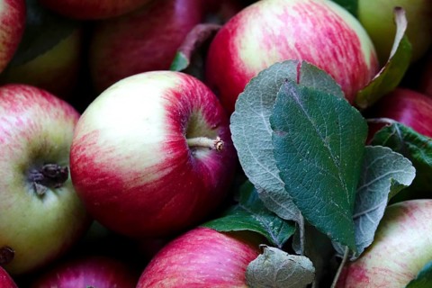 Apple harvest, harvested apples in a carton, September, Germany