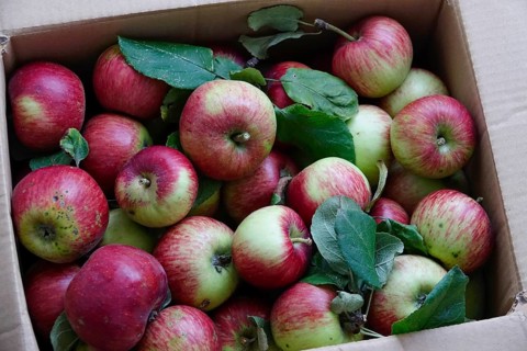 Apple harvest, harvested apples in a carton, September, Germany