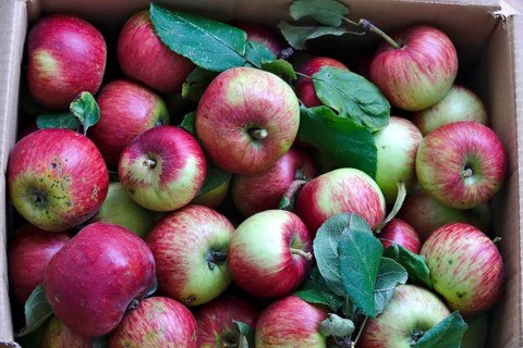 Apple harvest, harvested apples in a carton, September, Germany