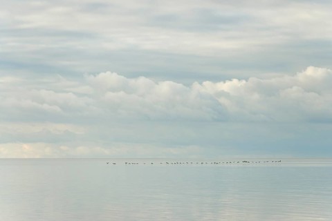 North Sea coast, special light mood, wild geese flying over the Wadden Sea, rising water,