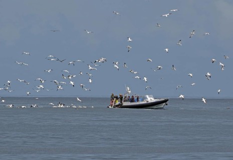 A boat at sea surrounded by flying gannets under a cloudy sky, Isle of Noss, Shetland Islands,