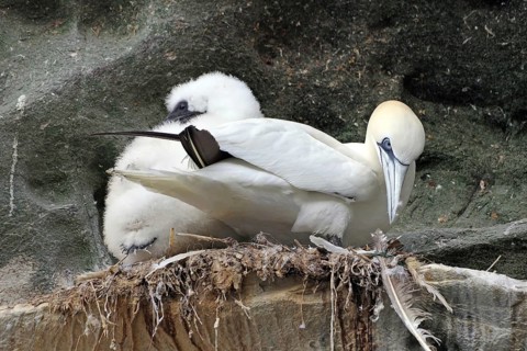 A gannet with chicks sitting on a rocky nest with a natural background, Isle of Noss, Shetland