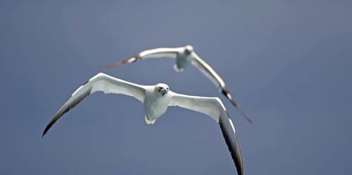 Two gannets flying against a blue sky, conveying a sense of freedom, elegance, Isle of Noss,
