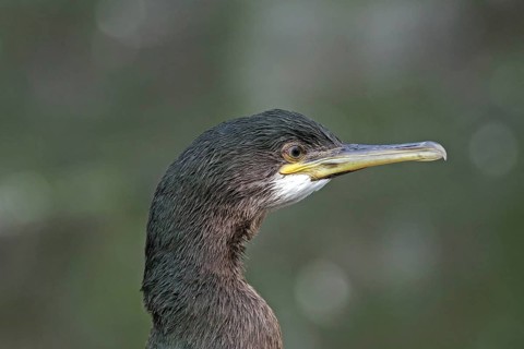 Detailed portrait of a shag with striking beak against a blurred background, Isle of Noss, Shetland