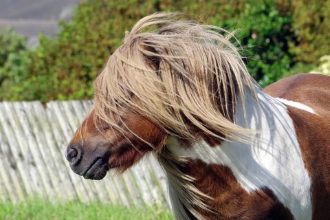 A Shetland pony with flowing hair stands in front of a wooden fence in a green setting, Scalloway,