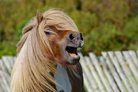 Pony with blowing hair and open mouth in front of a wooden fence in a lively pose, Shetland pony,