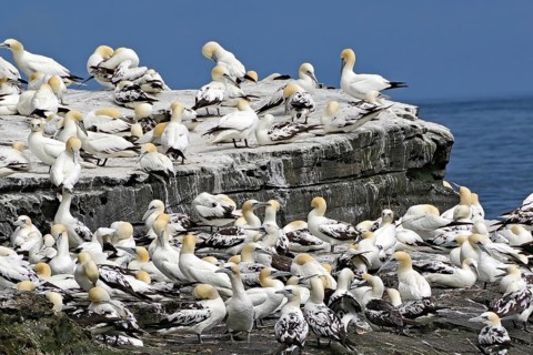 Many birds gather on rocky cliffs by the sea under a blue sky, Isle of Noss, Shetland Islands,