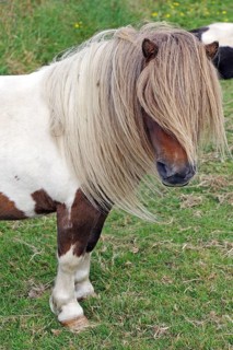 Brown and white Shetland pony with hanging mane stands relaxed on a green meadow, humour,