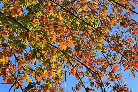Deciduous tree, maple (Acer), branches with autumn leaves, blue sky, North Rhine-Westphalia,