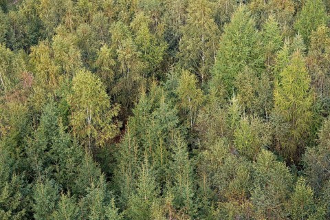 View over an autumnal mixed forest, Arnsberg Forest nature park Park, North Rhine-Westphalia,