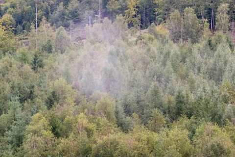 View over an autumnal mixed forest with rising mist, Arnsberg Forest nature park Park, North