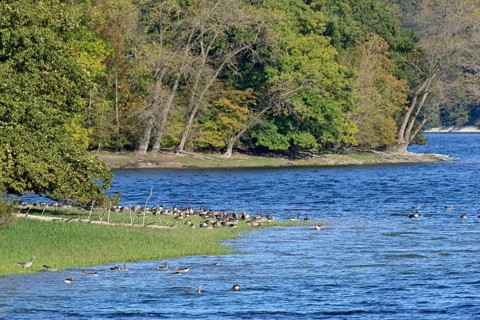 Canada geese (Branta canadensis) and greylag geese (Anser anser) on the shore of Lake Möhne, Möhne