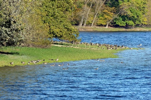Canada geese (Branta canadensis) and greylag geese (Anser anser) on the shore of Lake Möhne, Möhne