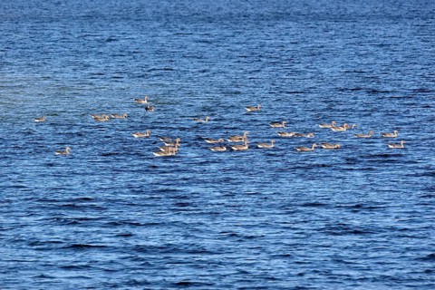 Greylag geese (Anser anser) swimming on Lake Möhne, Möhne Dam, North Rhine-Westphalia, Germany