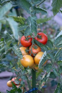 Ripe tomatoes (Solanum lycopersicum) on the bush, Bavaria, Germany