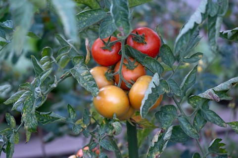 Ripe tomatoes (Solanum lycopersicum) on the bush, Bavaria, Germany