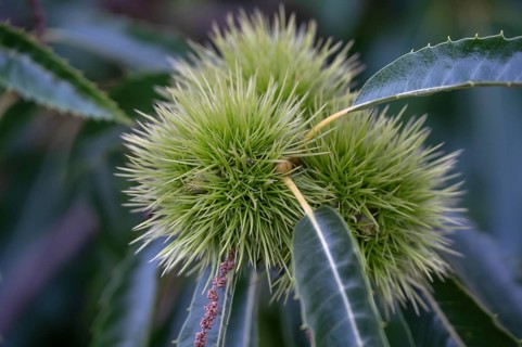Chestnuts on a tree (Castanea sativa), Bavaria, Germany