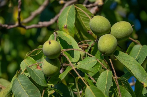 Nuts (Juglans regia) on a tree, Bavaria, Germany