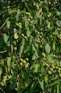 Walnut tree (Juglans regia) with fruit, Bavaria, Germany