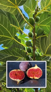 Fig tree (Ficus carica), known as Common fig, belongs to the mulberry family. Ripe aromatic figs on