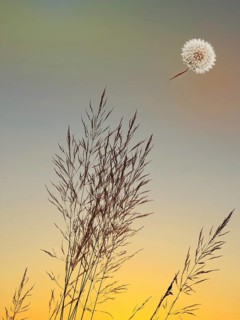 Symbolic image, mood, grass and dandelion, warm light, good feeling, cheerfulness, serenity,