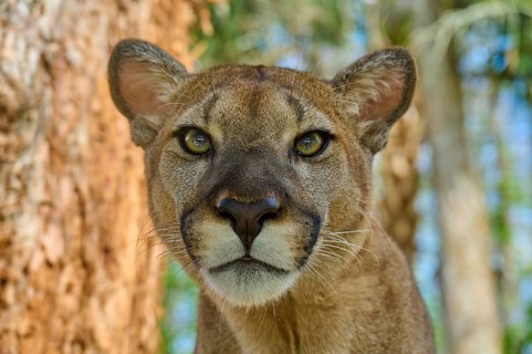 Cougar (Cougar concolor), in the forest with direct view and natural colours, captive, Florida, USA