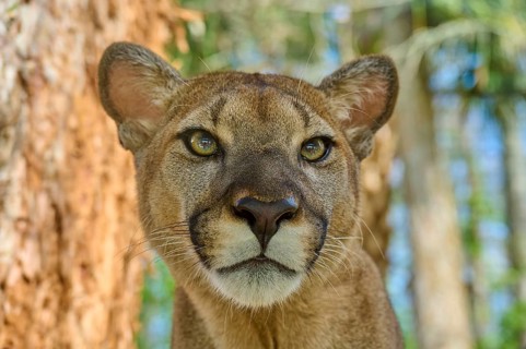 Cougar (Cougar concolor), close-up of a Cougar with attentive gaze in the forest, captive, Florida,