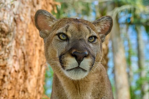 Cougar (Cougar concolor), close-up of a Cougar in the forest with intense gaze, captive, Florida,