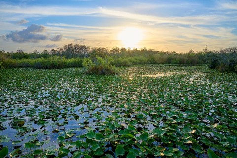 A pond with water lilies and sunset in a peaceful atmosphere, Anhinga Trail, Everglades National
