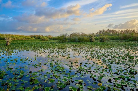 An expansive pond with clouds and water lilies at sunset, Anhinga Trail, Everglades National Park,