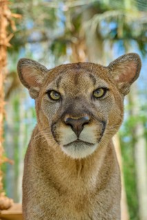 Cougar (Cougar concolor), frontal close-up of a Cougar, surrounded by green forest, captive,