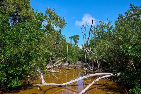 A marshland with mangroves and trees under a clear blue sky, West Lake View Point, Everglades