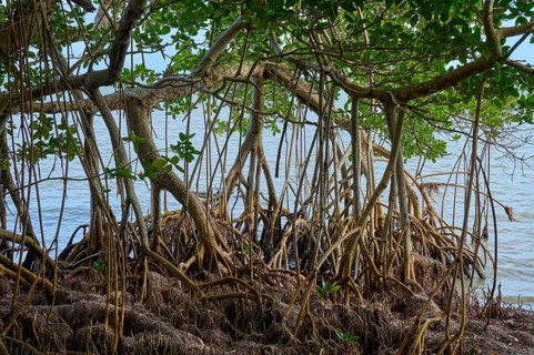 Dense mangroves with visible roots stand directly on the water's edge, Flamingo, Everglades