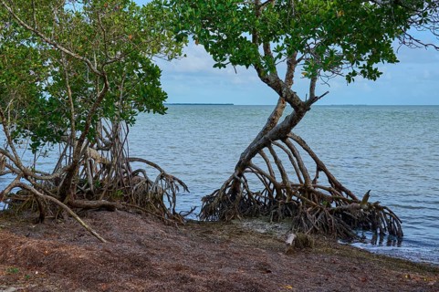 Mangrove trees rise out of the water directly on the coastal shore, Flamingo, Everglades National