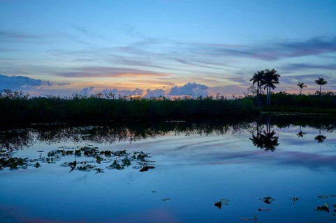 A quiet pond at sunset with palm trees and a peaceful atmosphere, Anhinga Trail, Everglades