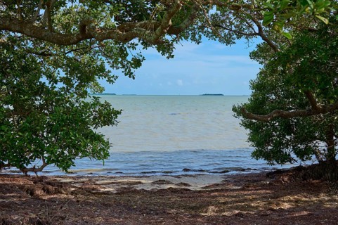 Ocean view through dense tree canopy with calm water under a clear sky, Flamingo, Everglades