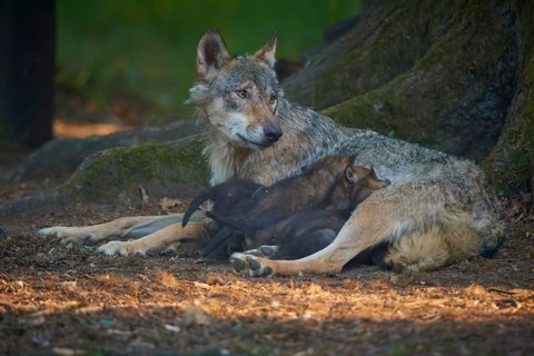 A mother wolf lies guarding her pups in the forest, Wolf (Canis Lupus), summer, Germany