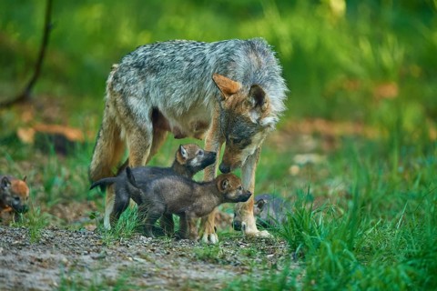 A mother wolf shows affection to her pups in the forest, Wolf (Canis Lupus), summer, Germany
