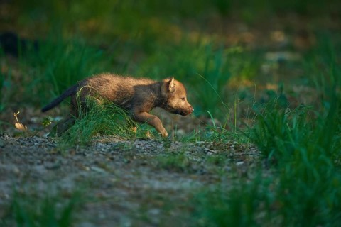 A wolf pup runs through the forest, exploring and curious, Wolf (Canis Lupus), Summer, Germany