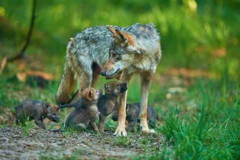A loving mother wolf looks at her pups in the forest, Wolf (Canis Lupus), summer, Germany
