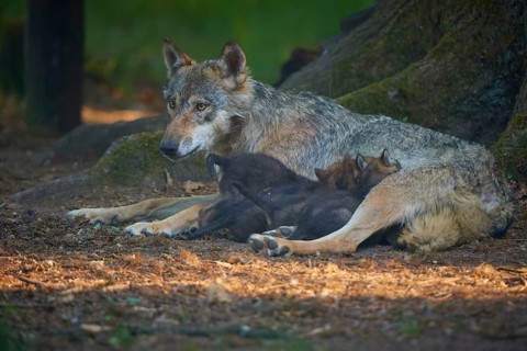 A mother wolf lies protectively with her pups on the forest floor, wolf (Canis Lupus), summer,