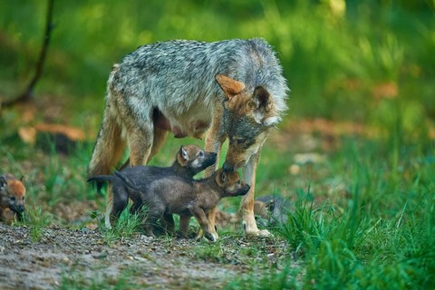 A mother wolf looks after her pups in the green forest, Wolf (Canis Lupus), summer, Germany