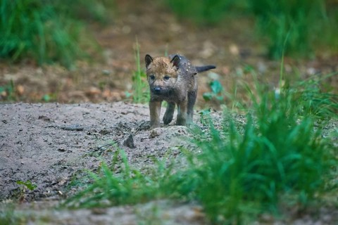 A wolf pup runs through the forest soil and explores its surroundings, Wolf (Canis Lupus), summer,