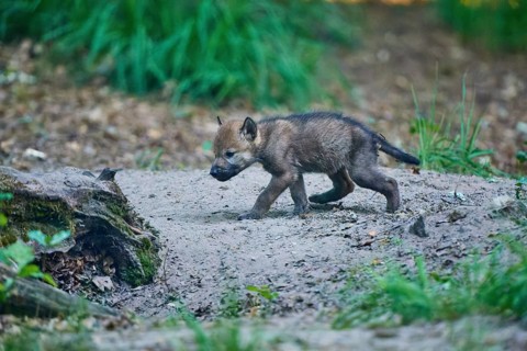 A brave young wolf pup explores the forest floor, attentive and curious, Wolf (Canis Lupus),