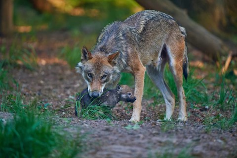 A wolf attentively observes a young animal in the forest and shows protective concern, Wolf (Canis
