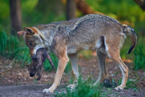 Wolf carries its pup safely in its mouth through the forest, Wolf (Canis Lupus), summer, Germany