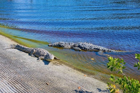 American crocodile (Crocodylus acutus), two animals on the shore of a blue water body in the