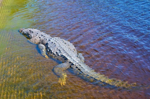 American crocodile (Crocodylus acutus), lying in clear blue water, surrounded by natural